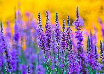 微软不打算关闭《红霞岛》工作室 游戏将继续更新